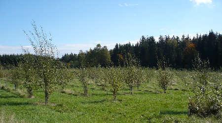 Weidenplantage für unsere Palmkätzchen