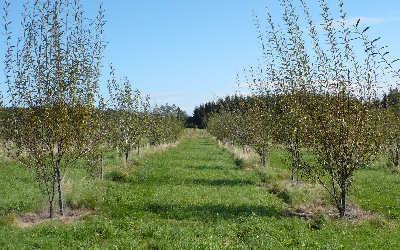 Plantage der Weidenkätzchenim Sommer